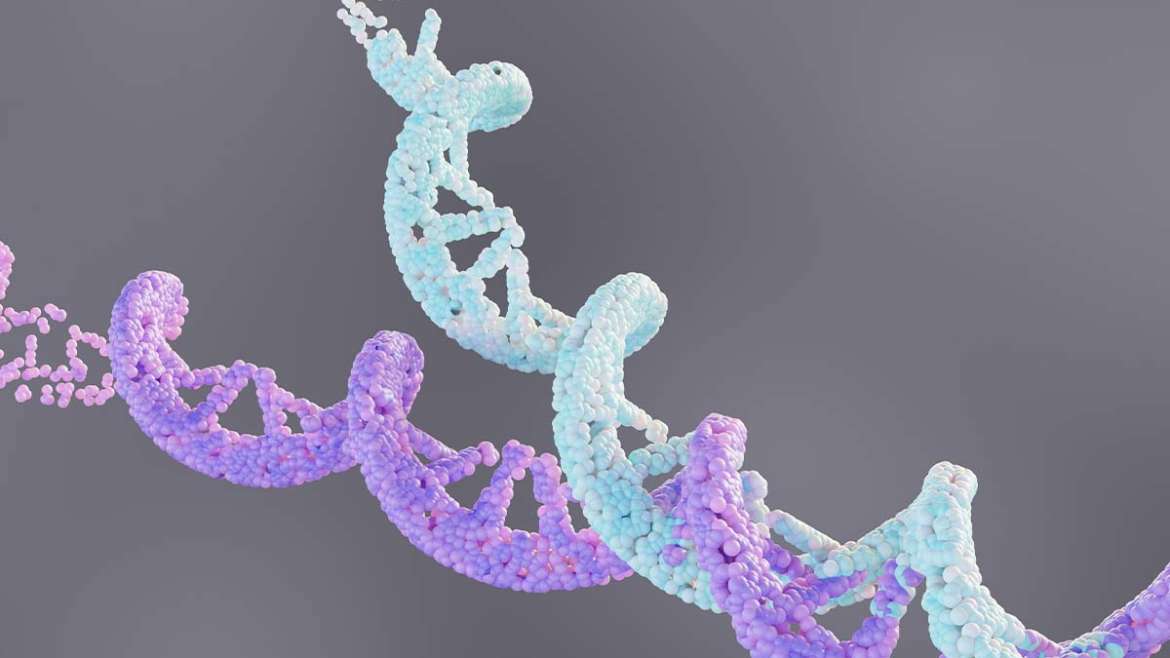 Polynucleotides